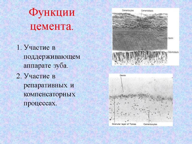 Функции цемента. 1. Участие в поддерживающем аппарате зуба.  2. Участие в репаративных и